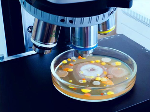 اولین همایش منطقه‌ای دستاوردهای نوین و پژوهشهای دانش‌بنیان در میکروبیولوژی و بیوتکنولوژی